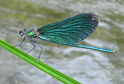 Calopteryx virgo